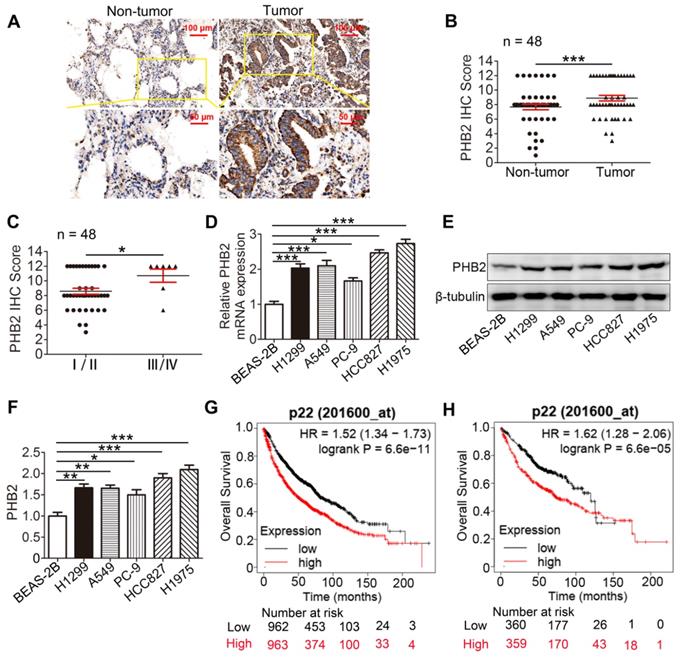 PHB2 Promotes Tumorigenesis Via RACK1 In Non-small Cell Lung Cancer