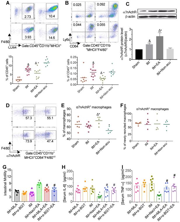 Electroacupuncture ameliorates intestinal inflammation by