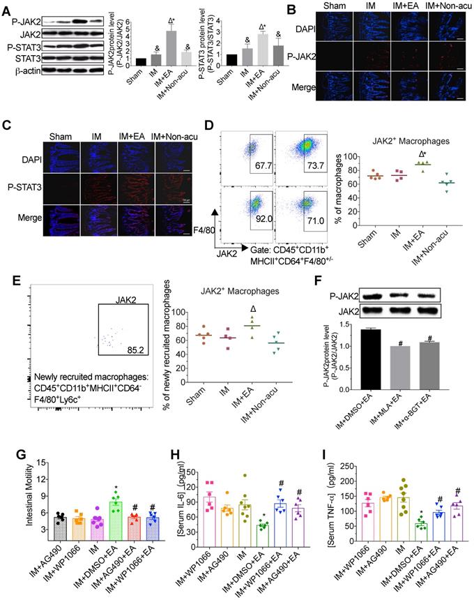 Electroacupuncture ameliorates intestinal inflammation by