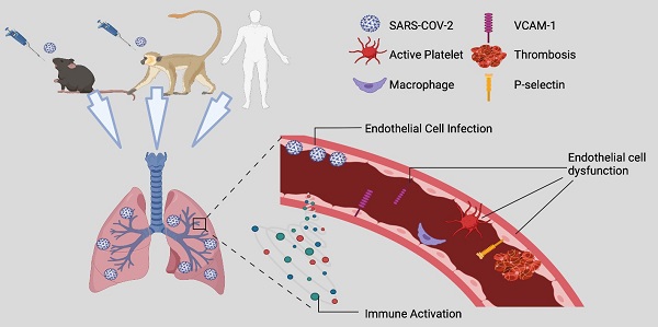Endothelial Cell Infection And Dysfunction Immune Activation In Severe