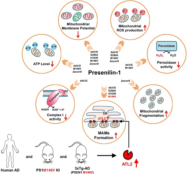 Alzheimer s Disease causing Presenilin 1 Mutations Have Deleterious 