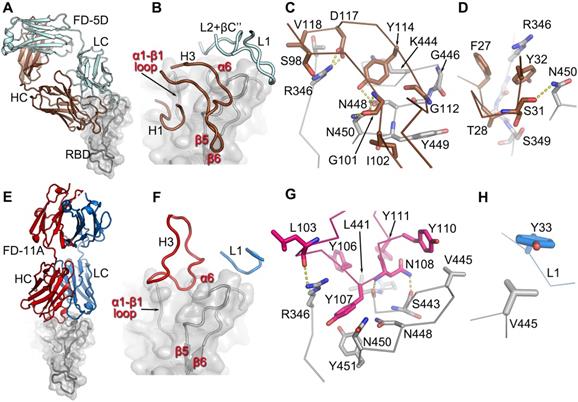 Structures and therapeutic potential of anti-RBD human monoclonal ...