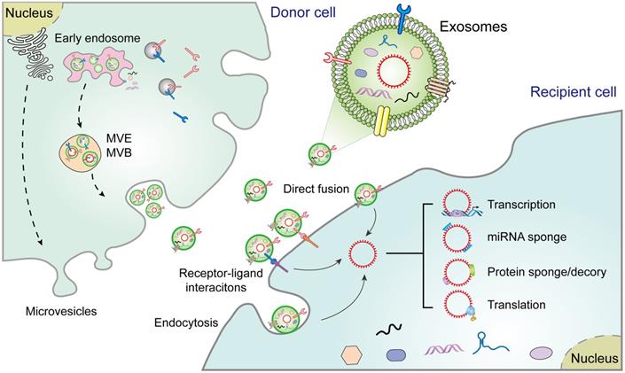 The potential role of exosomal circRNAs in the tumor microenvironment ...