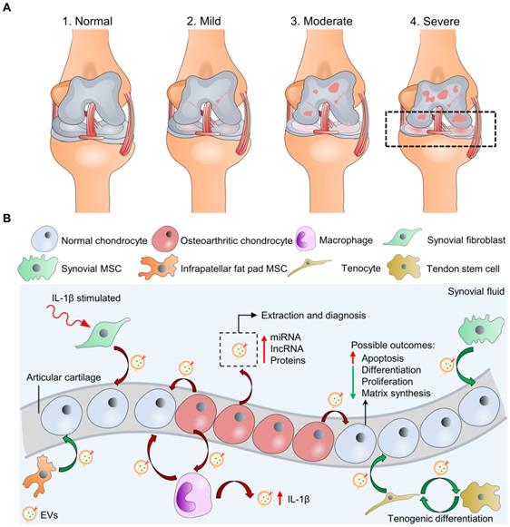 Harnessing Tissue-derived Extracellular Vesicles for Osteoarthritis ...