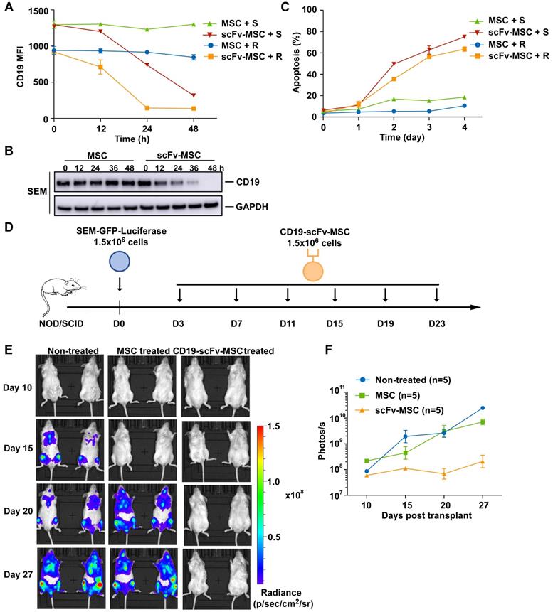 A T-cell independent universal cellular therapy strategy through ...