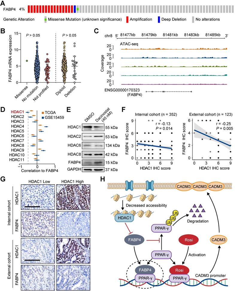 The peroxisome proliferator-activated receptor agonist rosiglitazone ...