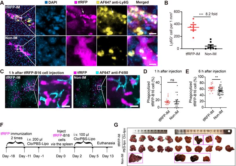 Intravital molecular imaging reveals that ROS-caspase-3-GSDME-induced ...