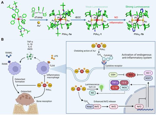 Ultrasmall PtAu2 nanoclusters activate endogenous anti-inflammatory and ...