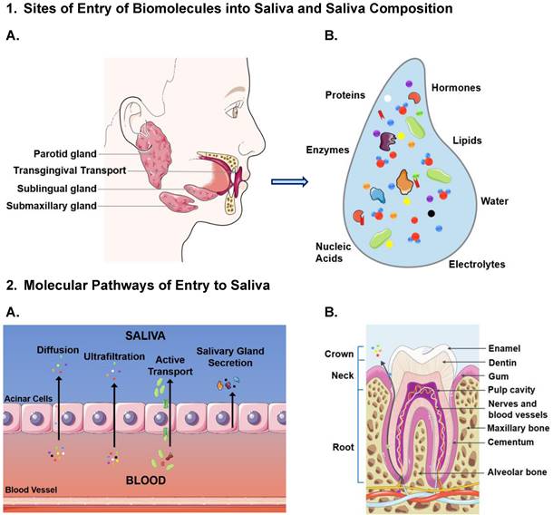 Saliva-based microfluidic point-of-care diagnostic