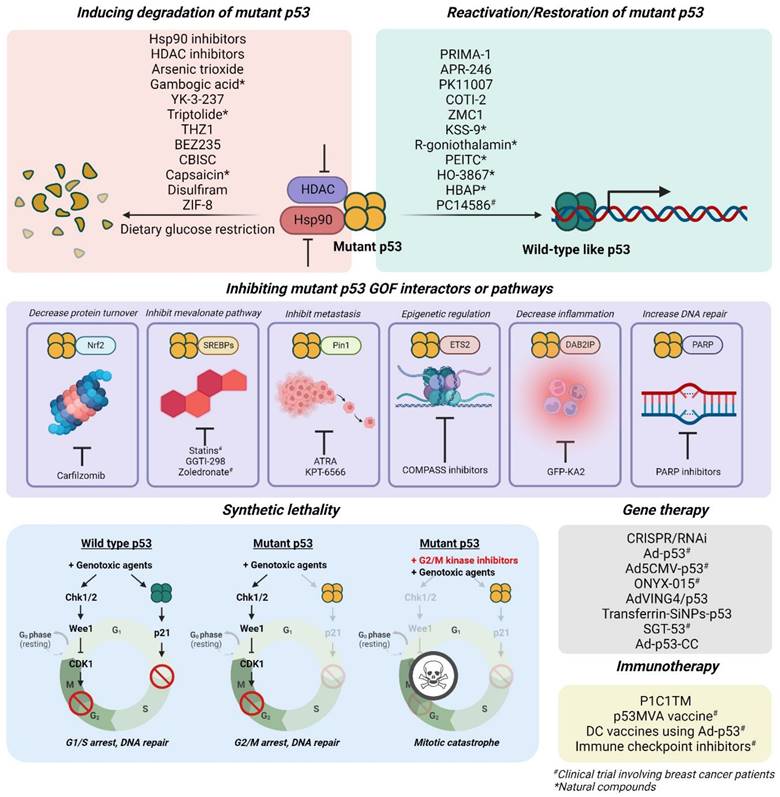 Role of p53 in breast cancer progression: An insight into p53 targeted ...