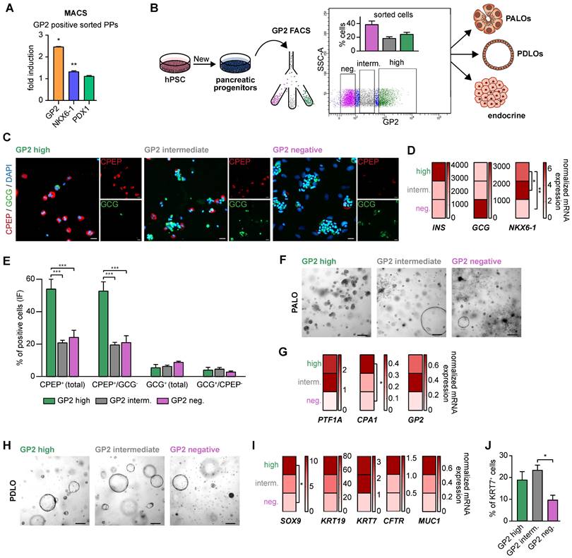 Single-cell profiling of GP2-enriched pancreatic progenitors to ...