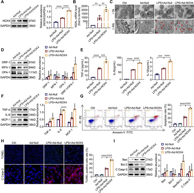 NOX4 is a potential therapeutic target in septic acute kidney injury by ...