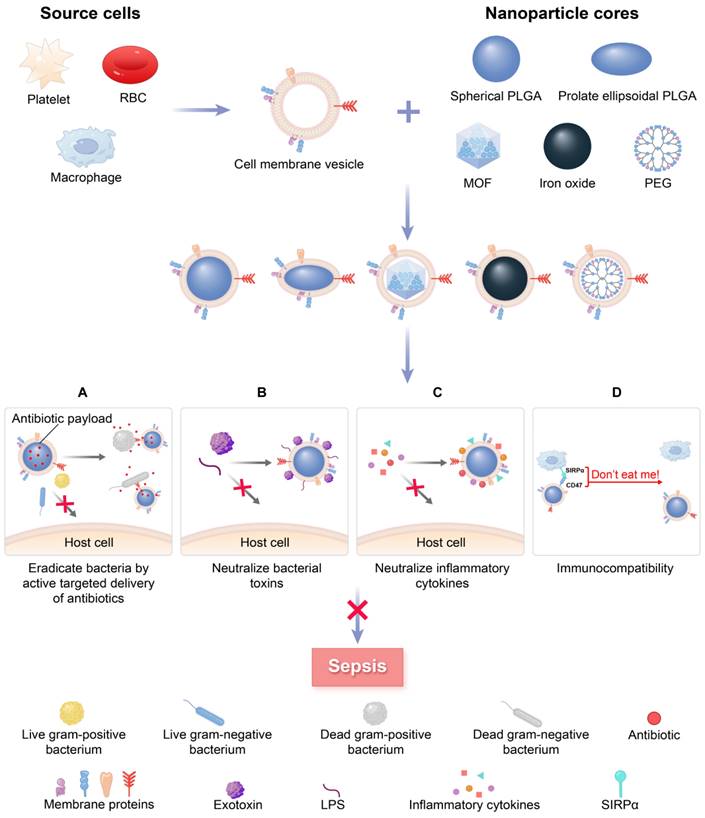 Cell-membrane-coated nanoparticles for the fight against pathogenic ...