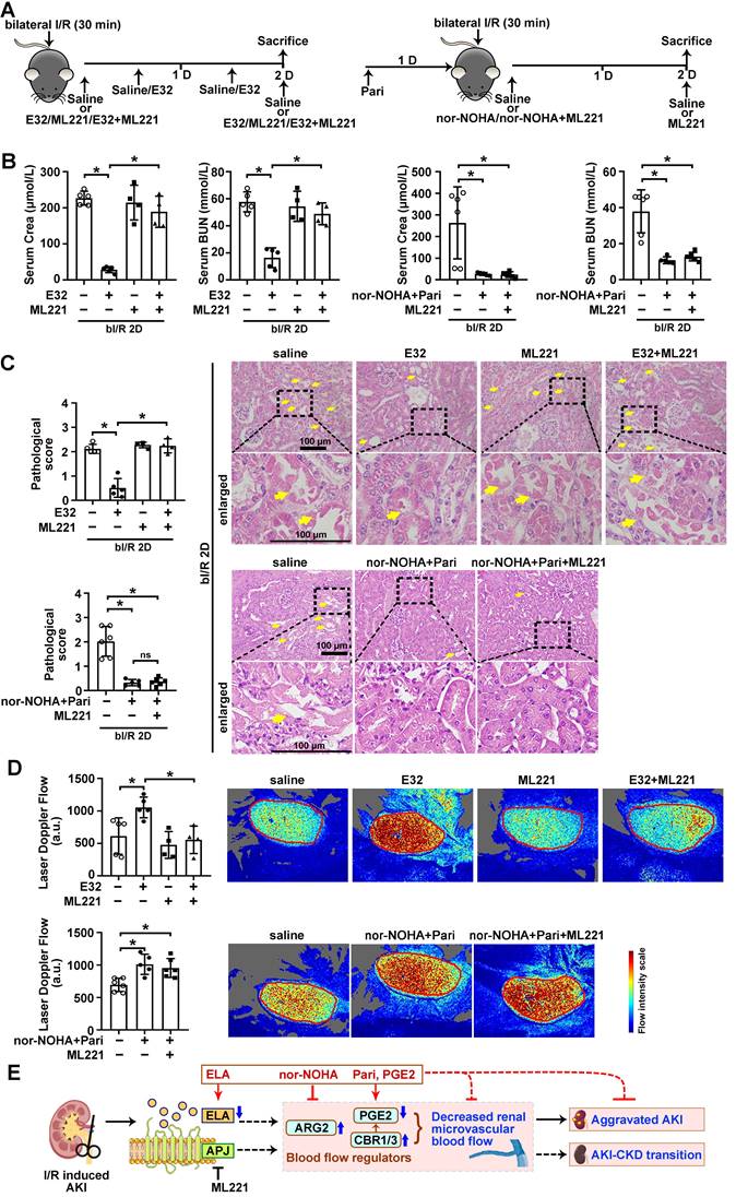 Tubular Elabela-APJ axis attenuates ischemia-reperfusion induced acute ...