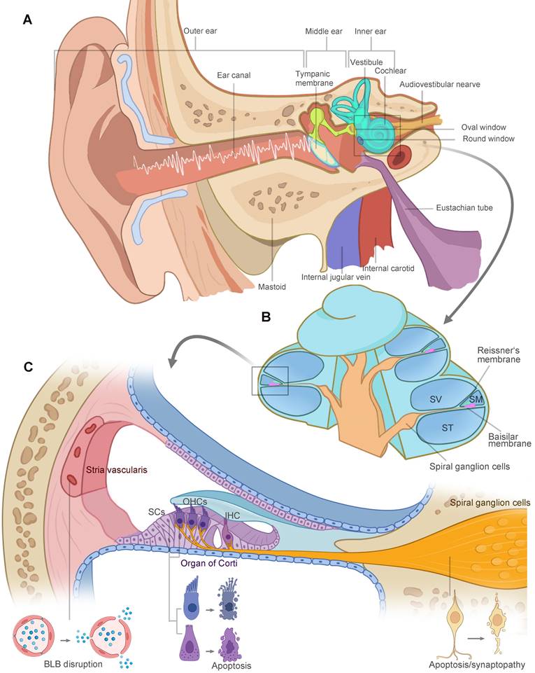 Intrinsic Mechanism And Pharmacologic Treatments Of Noise-induced ...