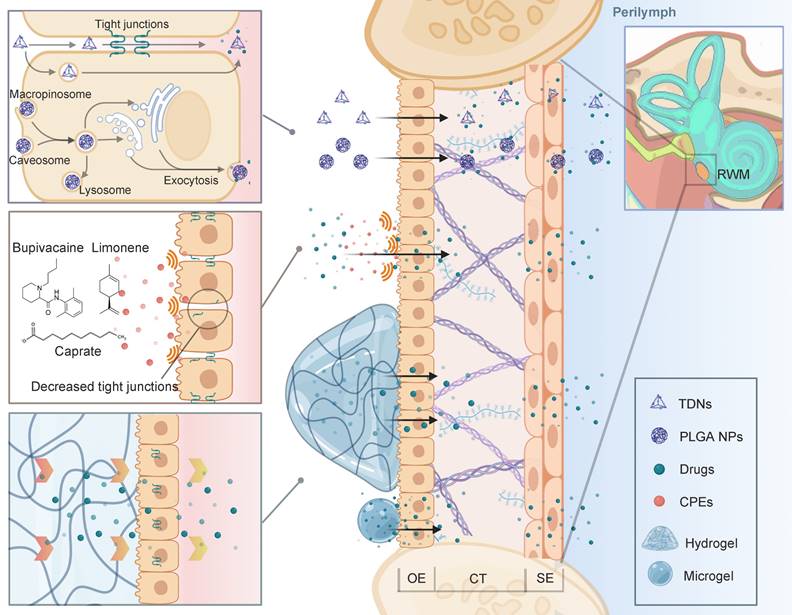 Intrinsic mechanism and pharmacologic treatments of noise-induced ...