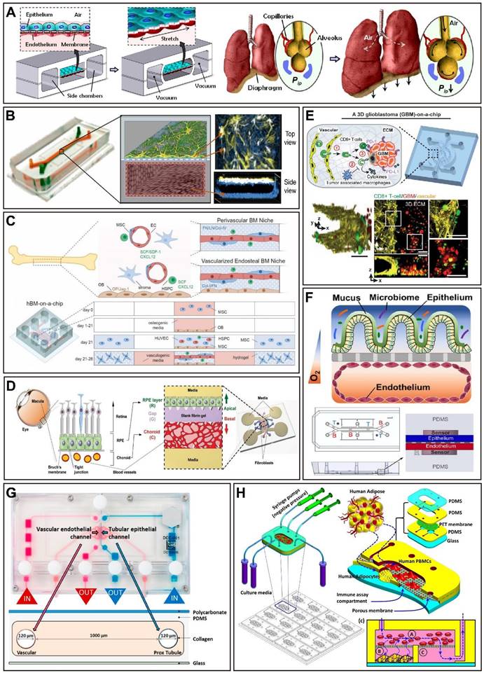 Biosensors Integration in Blood–Brain Barrier-on-a-Chip: Emerging Platform  for Monitoring Neurodegenerative Diseases