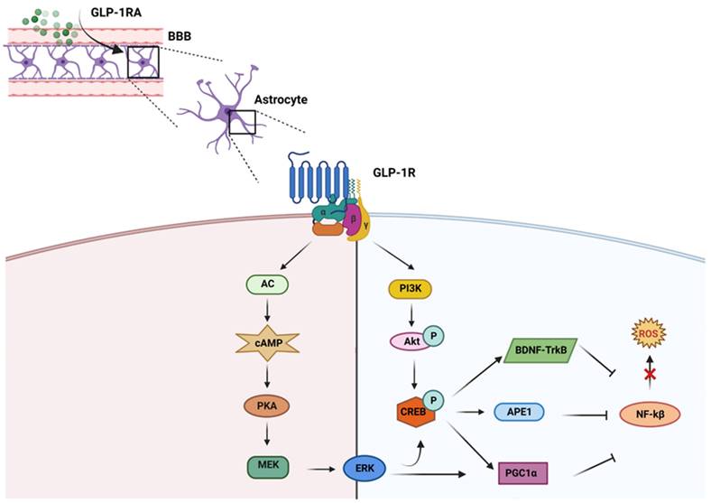 Theranostics Image