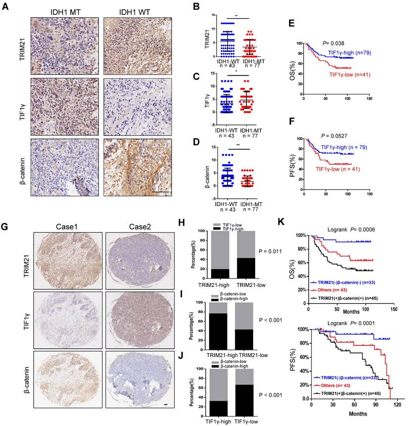 E3 ubiquitin ligase TRIM21 targets TIF1γ to regulate β-catenin ...