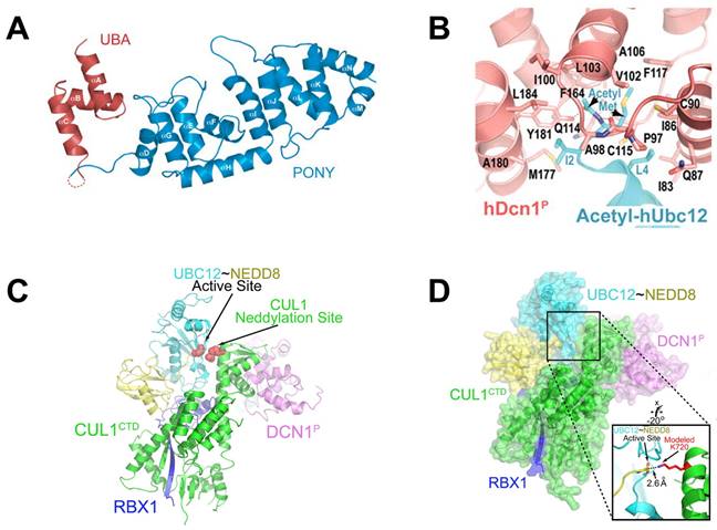 Targeting cullin neddylation for cancer and fibrotic diseases