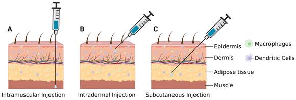 Theranostics Image