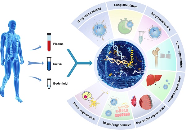 Engineered exosomes and composite biomaterials for tissue regeneration