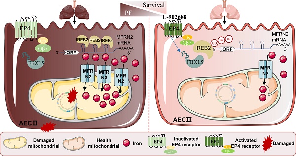 Abnormal mitochondrial iron metabolism damages alveolar type II 