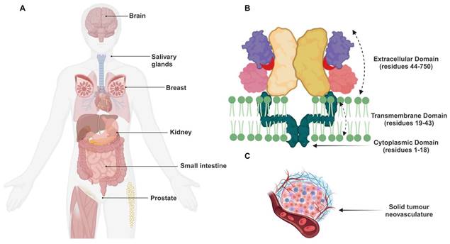 Theranostics Image