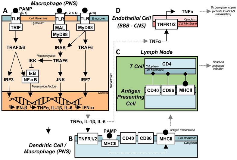 Theranostics Image