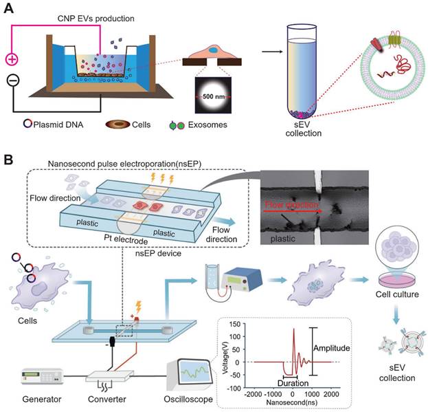 Theranostics Image