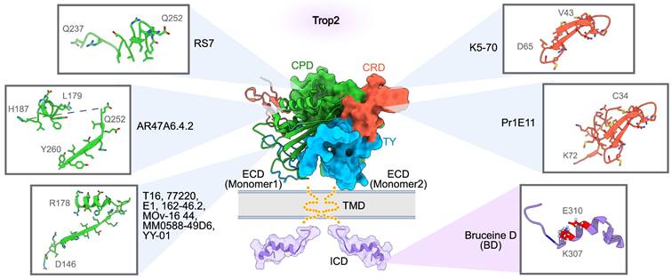 Theranostics Image