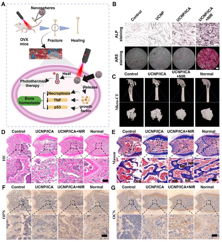 Theranostics Image