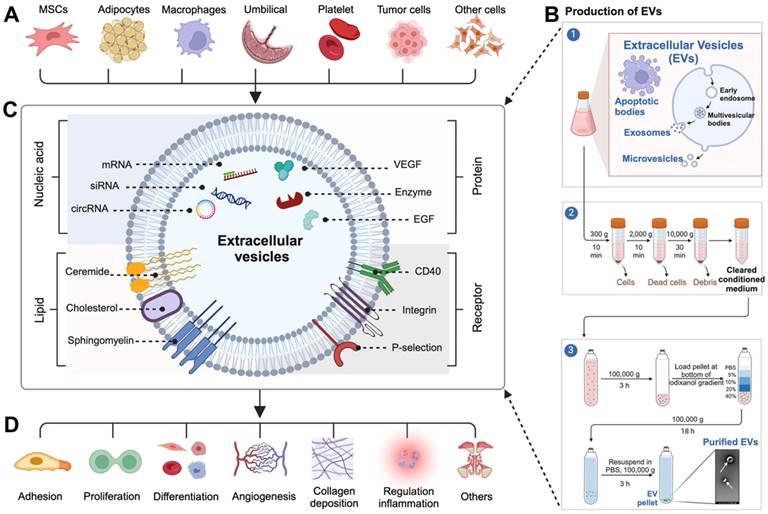 Theranostics Image