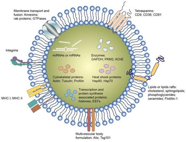 Theranostics Image