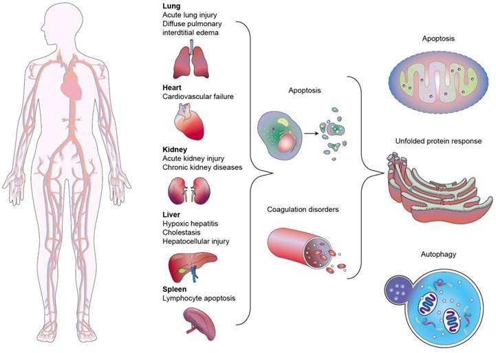 Theranostics Image