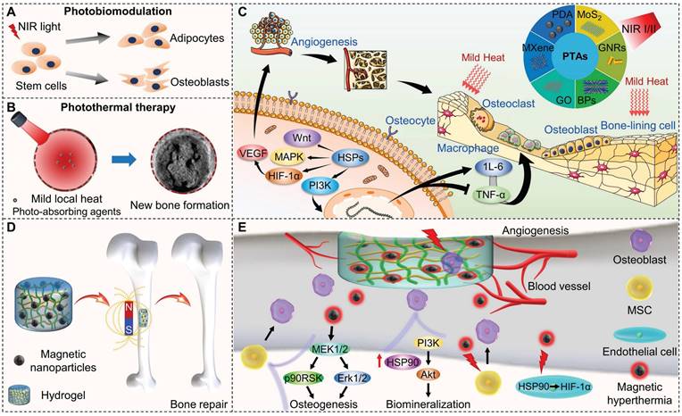 Theranostics Image