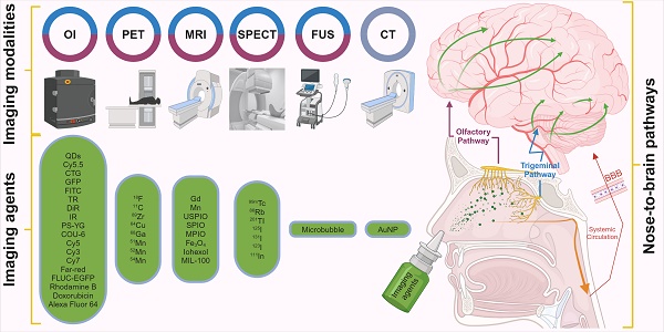 Intranasal delivery of imaging agents to the brain