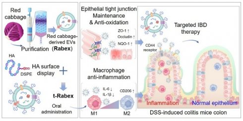 Engineered plant-derived extracellular vesicles for targeted regulation ...