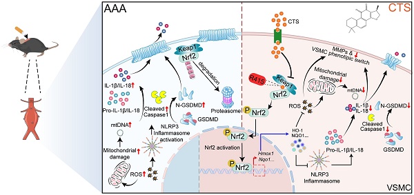 Targeting the smooth muscle cell Keap1-Nrf2-GSDMD-pyroptosis axis by ...