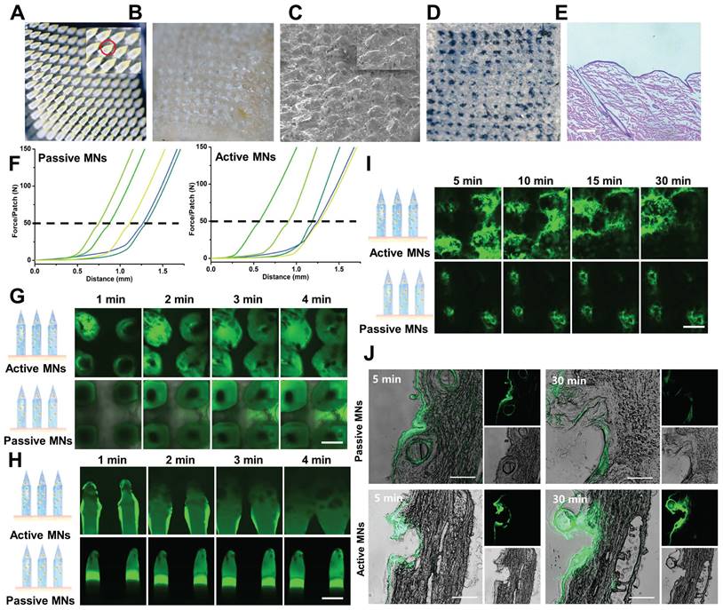 Theranostics Image