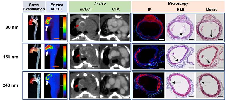 Theranostics Image