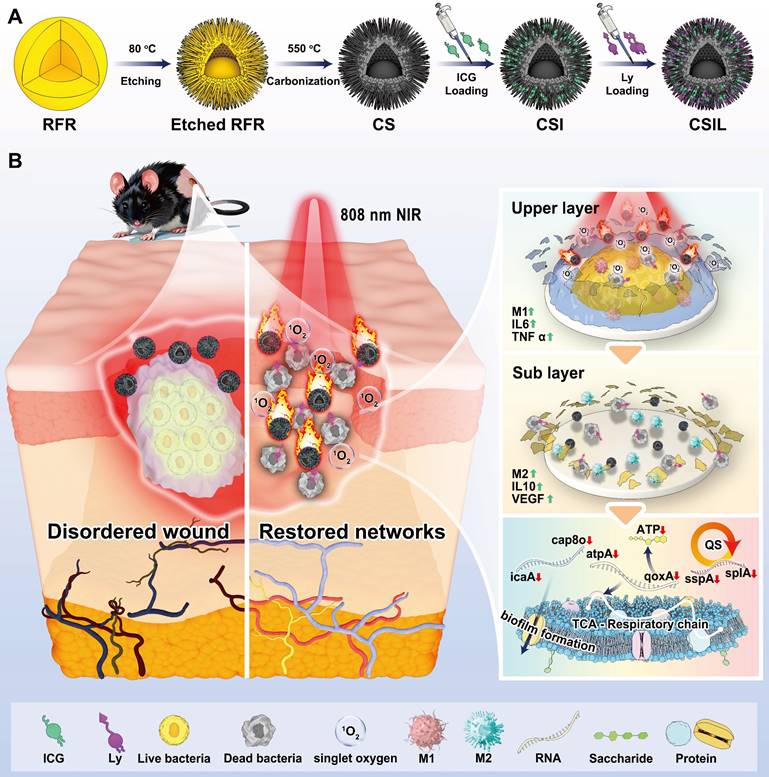 Theranostics Image