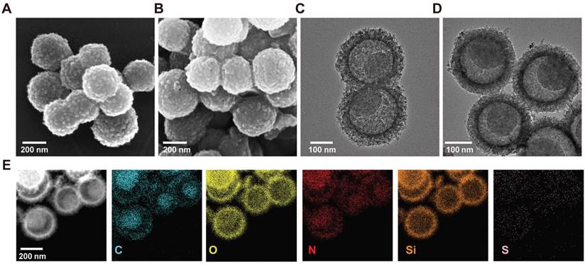 Theranostics Image