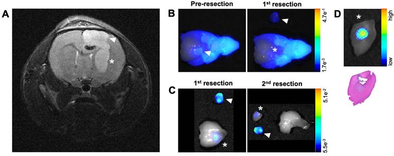 Theranostics Image