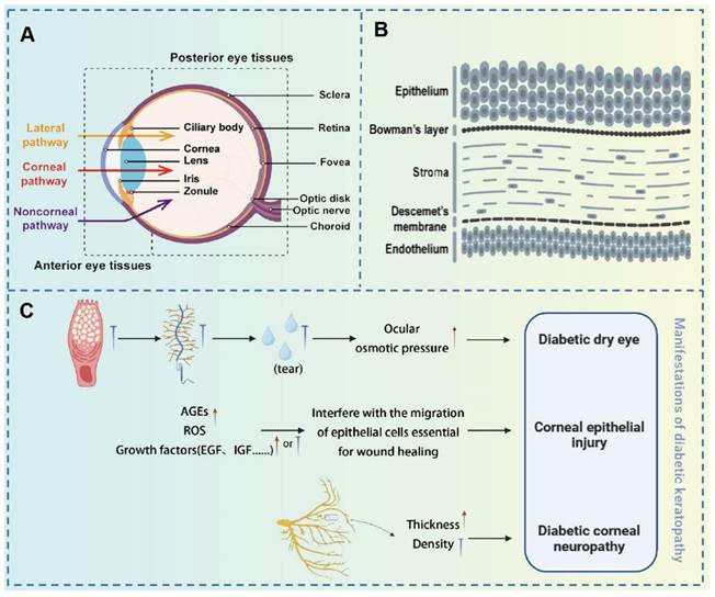 Theranostics Image