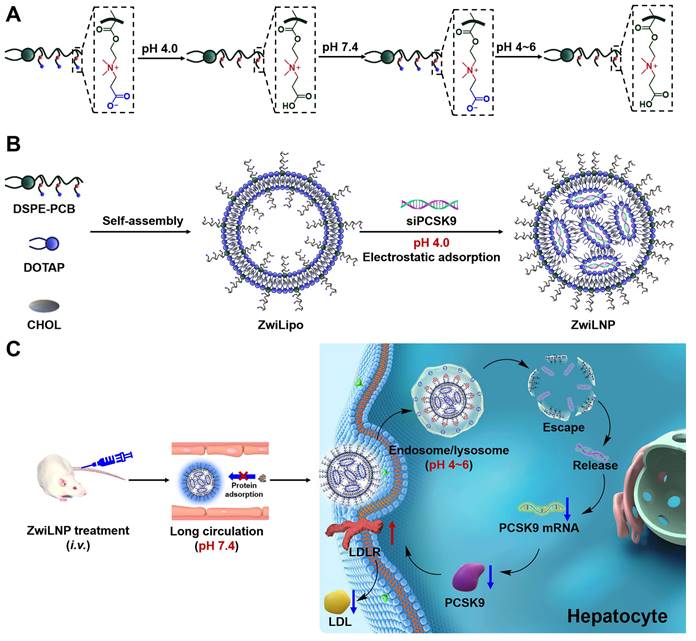 Theranostics Image