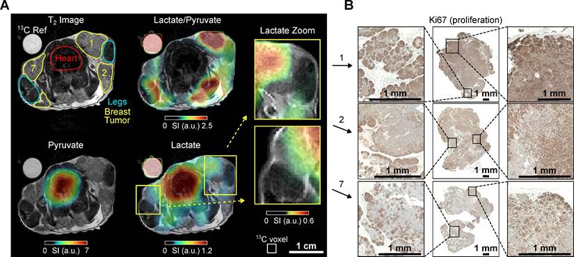 Theranostics Image