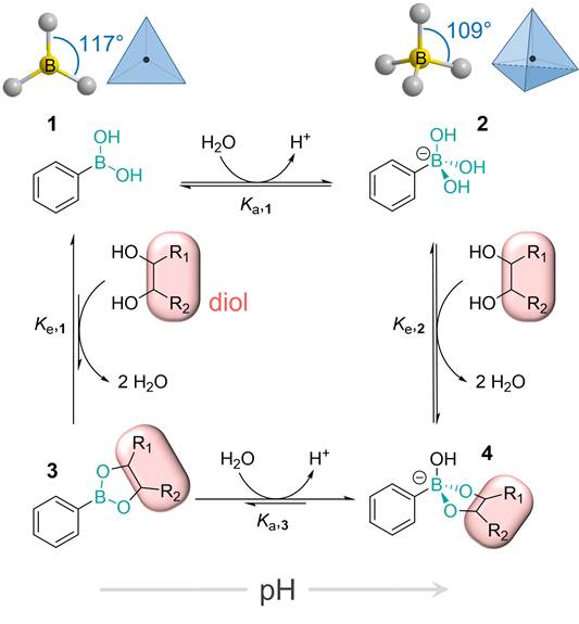 Theranostics Image