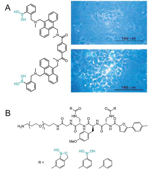 Theranostics Image