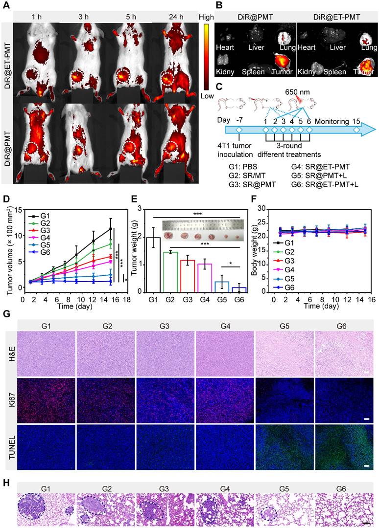 Theranostics Image